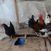 مرغ خروس واردک