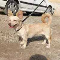 واگذاری سگ اشپیتز روباهی