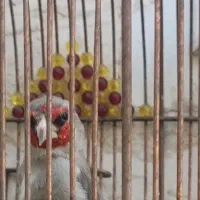سهره کرمونی دهن زن و دو قفس فروش یا معاوضه|پرنده|شیراز, شهرک مطهری|دیوار