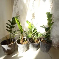 زاموفیلیای سبز