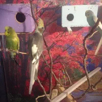 عروس هلندی و مرغ عشق