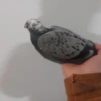 کفتر|پرنده|مشهد, تلگرد|دیوار