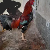 خروس لاری