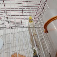 جفت عروس هلندی شرط|پرنده|اهواز, عین ۲|دیوار