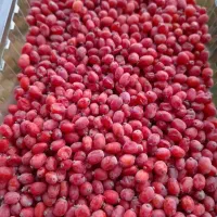زرشک تازه پاک شده