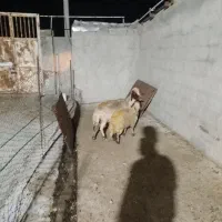 گوسفندو بره سنجابی ،میش