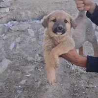 سگ سرابی اصیل