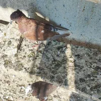 کفتر رنگی|پرنده|آذرشهر, |دیوار