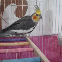 عروس هلندی نر سالم|پرنده|کیاشهر, |دیوار