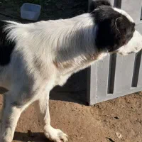 واگذری سگ نر قهدر جون و کانگال رایگان|سگ|قائم‌شهر, |دیوار