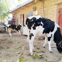 گوساله ماده سیمینتال و هلشتاین،گاو کردی|حیوانات مزرعه|دینور, |دیوار