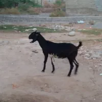 بزفروشی برای کشتن