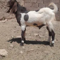 بزغاله ‌نر‌پاکستانی