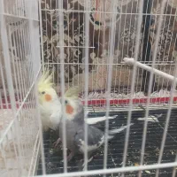 عروس هلندی نر و ماده|پرنده|مرودشت, شهرک مهدیه|دیوار