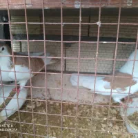 کبوتر تزیینی و زینتی فروش و معاوضه|پرنده|رشت, حومه رشت|دیوار