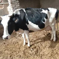 گاو شیری اولشتاین|حیوانات مزرعه|هیرمند, |دیوار