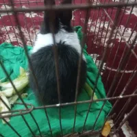 یه خرگوش کوچلوواهلی مهربون ۳۰۰۰۰۰