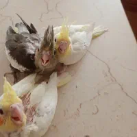 جوجه عروس سرلاکی