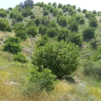 یک-قطعه-زمین