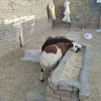 3عدد بره نر پای پروار بروجردی|حیوانات مزرعه|تربت‌حیدریه, بالا ولایت|دیوار