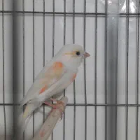 قناری  مزایکی مست وسهره