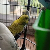 مرغ عشق با قفس