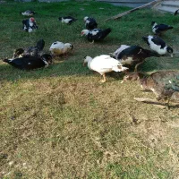 اردک|حیوانات مزرعه|گمیشان, |دیوار