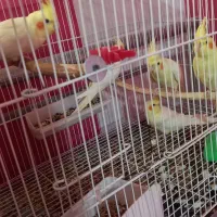 جفت عروس هلندی مولد