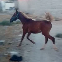 فروش کره اسب نر