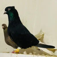 جفت دم سفید اشعل 16پردم