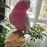 طوطی کاکادو گالارز رام سخنگو|پرنده|اصفهان, شاهزید|دیوار