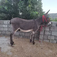 واگذاری انواع الاغ|حیوانات مزرعه|تهران, شهرک آزمایش|دیوار
