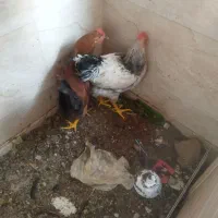 خروس