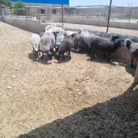 روش گوسفند چند قلو زار