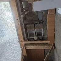 پرنده فنچ 5جفت کینگ|پرنده|تربت‌حیدریه, آسایش|دیوار