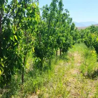 باغ فروشی متراژ ۷۵۳ مترمربع  روستای صومعه
