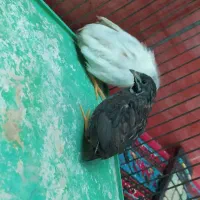 بلدیرچین مینیاتوری