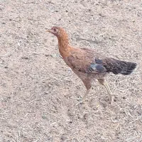 چند عدد جوجه خروس و مرغ دورگ لاری درجه یک|حیوانات مزرعه|تویسرکان, |دیوار