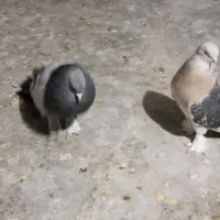 نروماده ترکیه ای