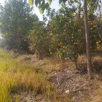 خرید فروش مرکبات پرتغال نارنگی عمده قیمت مناسب|خوردنی و آشامیدنی|هادی شهر, |دیوار