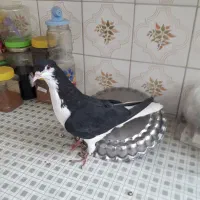 4عدد کبوتر نر