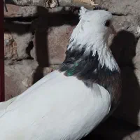 کبوتر|پرنده|ویلکیج, |دیوار