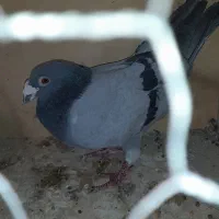 کفتر المانی|پرنده|بومهن, |دیوار