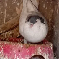 کبوتر|پرنده|شوشتر, |دیوار