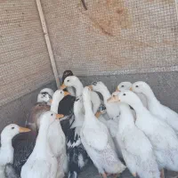 اردک فروش فوری