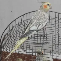 عروس هلندی ماده