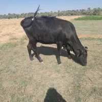 گاوبا گوساله|حیوانات مزرعه|دلگان, |دیوار