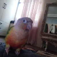 طوطی گریچینگ گمشده