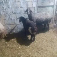 سلام دوعددمیش بره جوان سالم|حیوانات مزرعه|کوهدشت, |دیوار