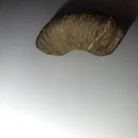 فسیل